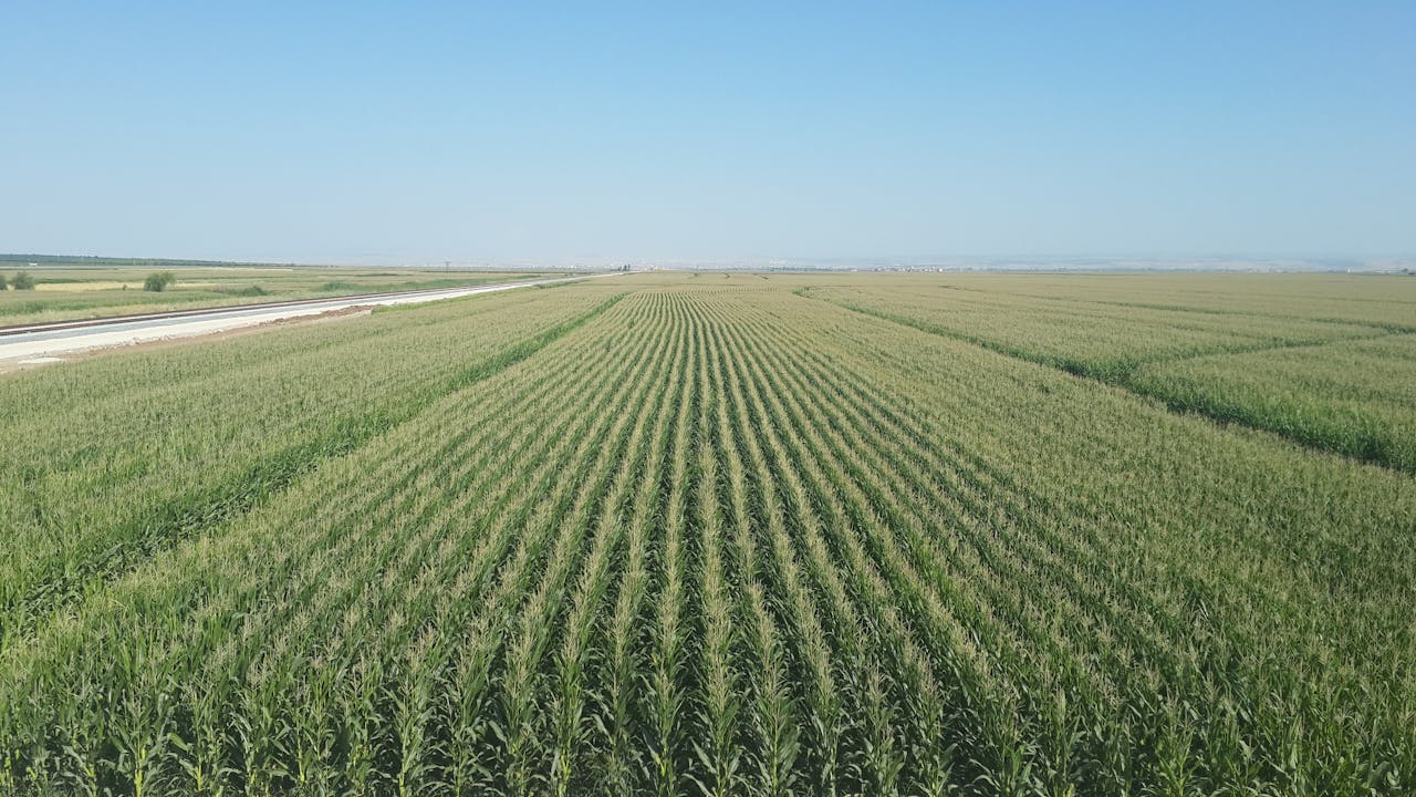 Expansive rows of corn in a sunny field with clear blue skies, capturing the essence of agriculture.